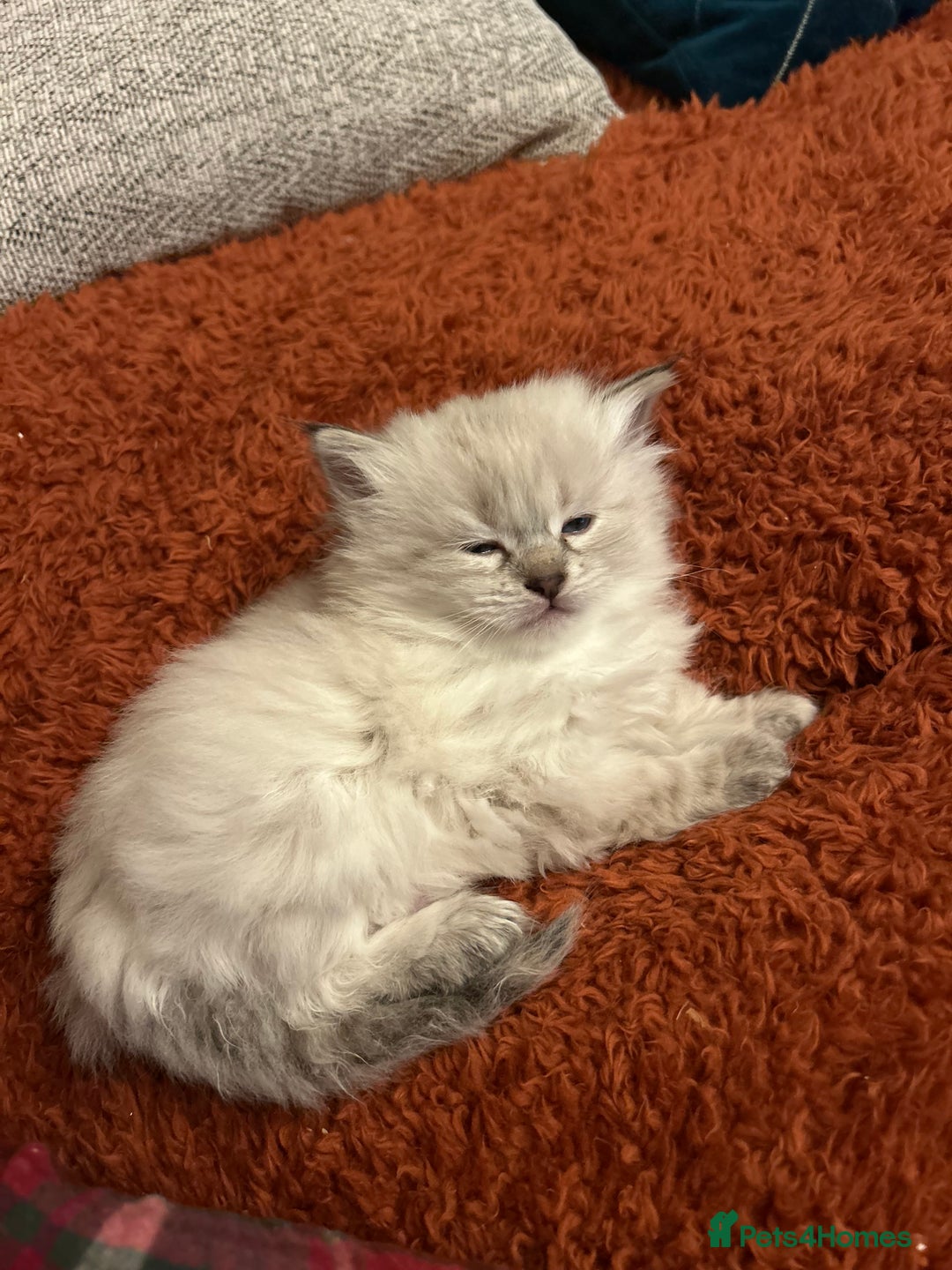 Siberian cats for sale: Home raised Neva Masquerade Kittens - Advert 6