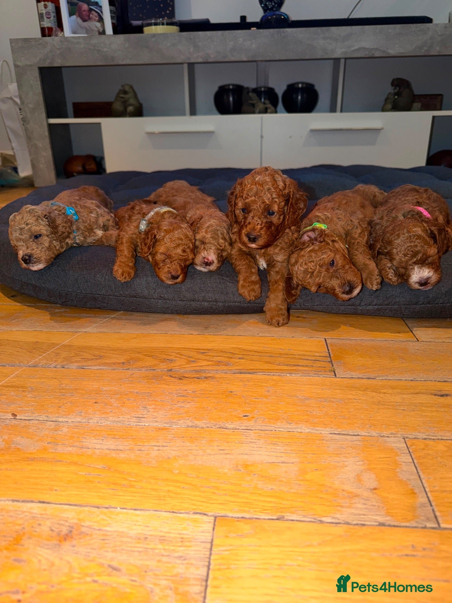 Cavapoo dogs BEAUTIFUL CAVAPOO PUPPIES 🐾 - Advert 2