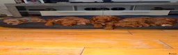 Cavapoo dogs for sale: BEAUTIFUL CAVAPOO PUPPIES 🐾 - Advert 5