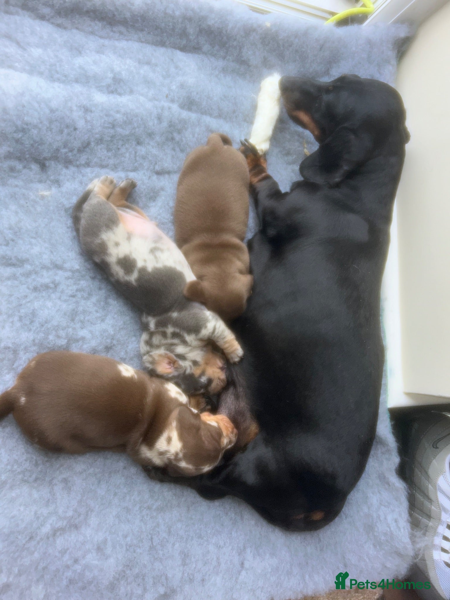 Miniature Dachshund dogs True miniature dachshunds  - Advert 1