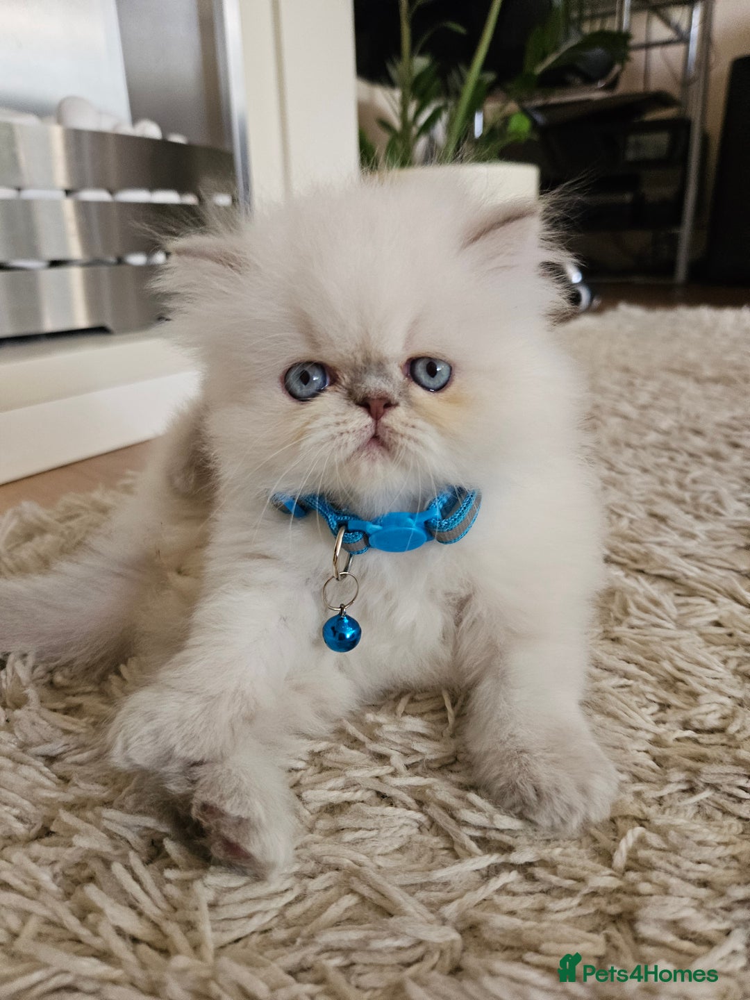 Persian cats for sale: Stunning Pedigree Persian Kitten - Image 10