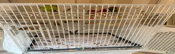 Parakeets birds for sale: Male and female plum head parakeets  in Dartford - Advert 3