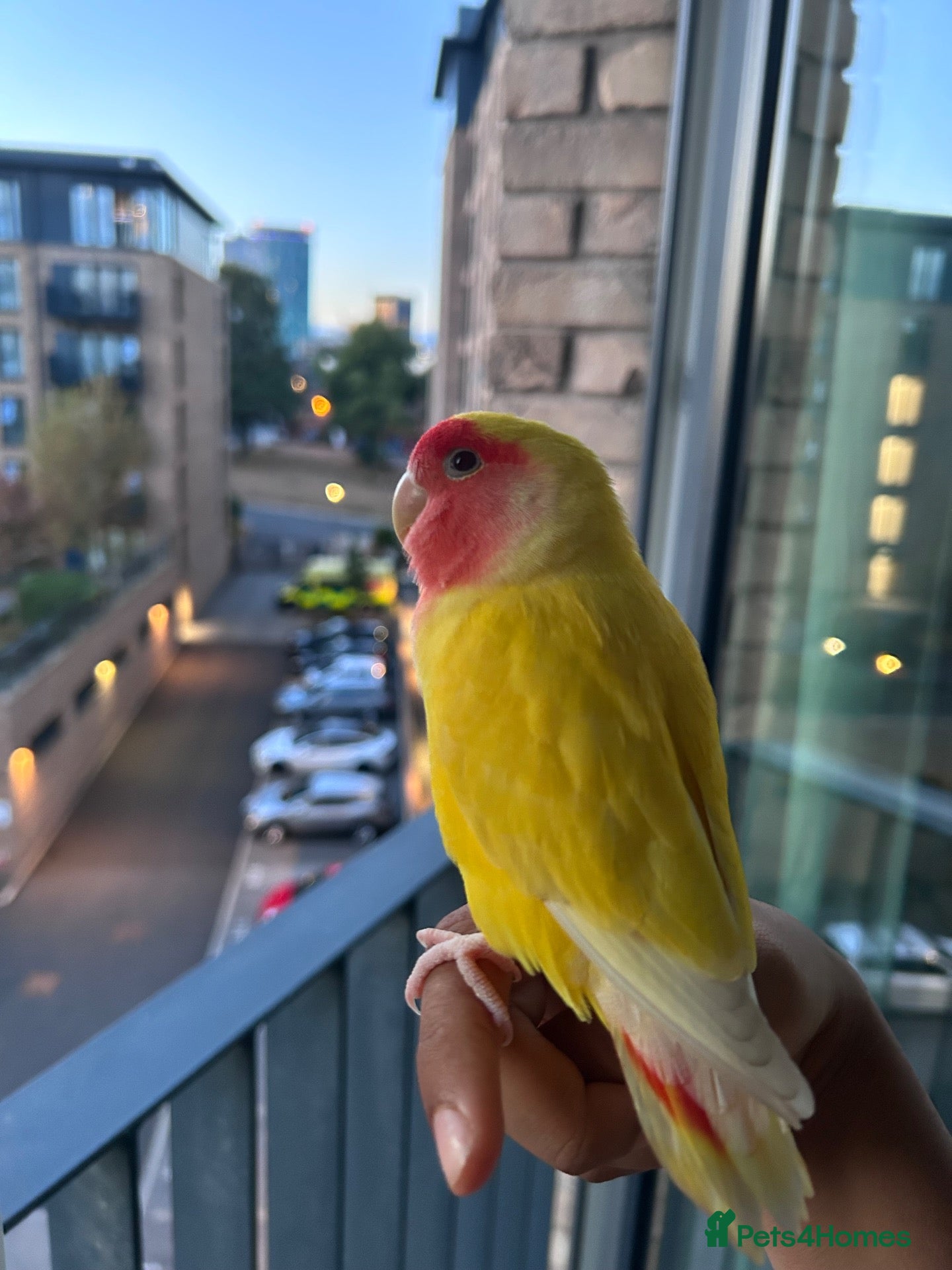 Lovebirds birds for sale: Peach faced lovebird  - Advert 10