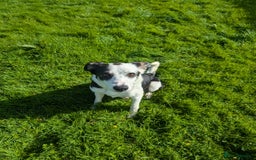Border Collie dogs for sale: Border Collie Puppies - Image 8