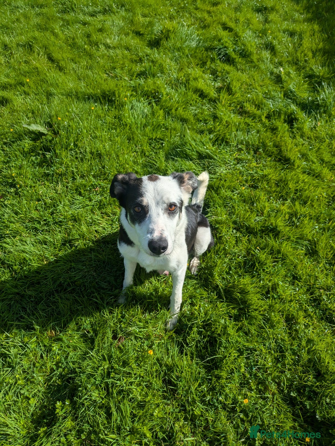 Border Collie dogs for sale: Border Collie Puppies - Image 8
