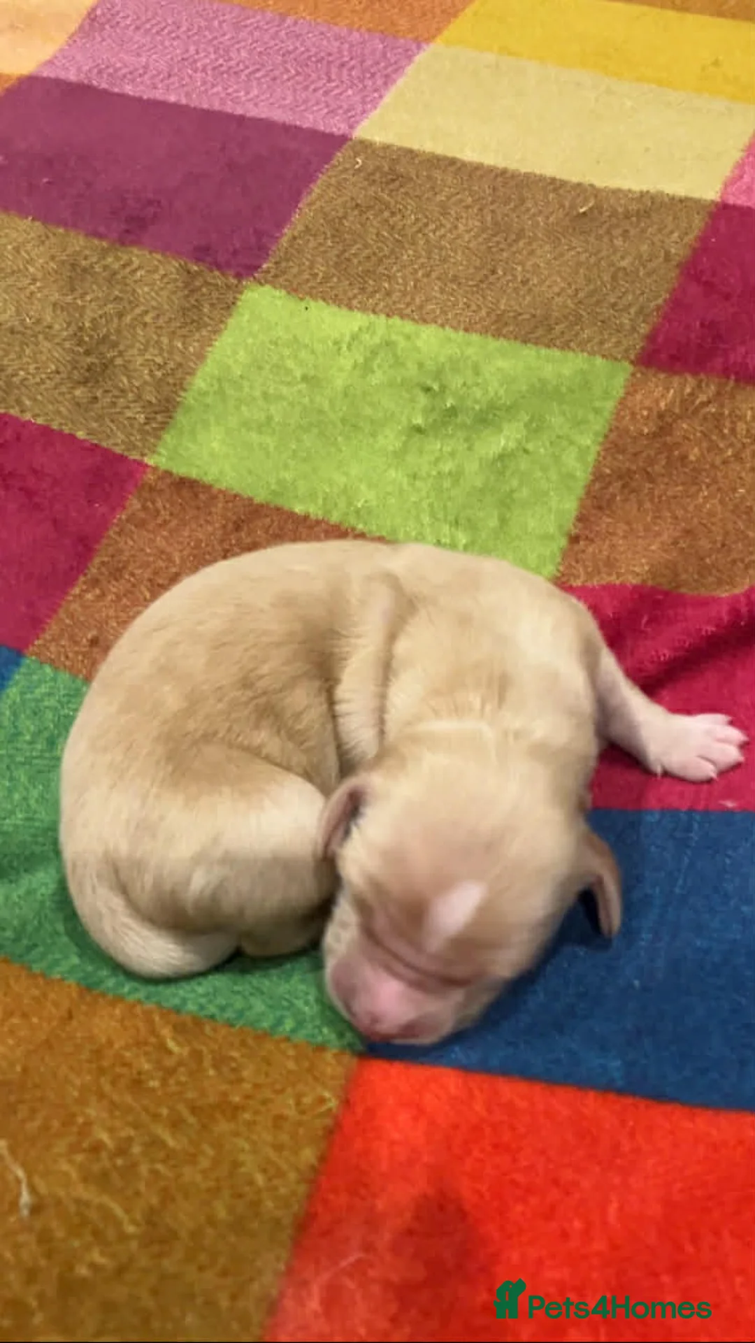 Mixed Breed dogs for sale: Goldendoodle Puppies 6 girls 3 boys - Advert 14