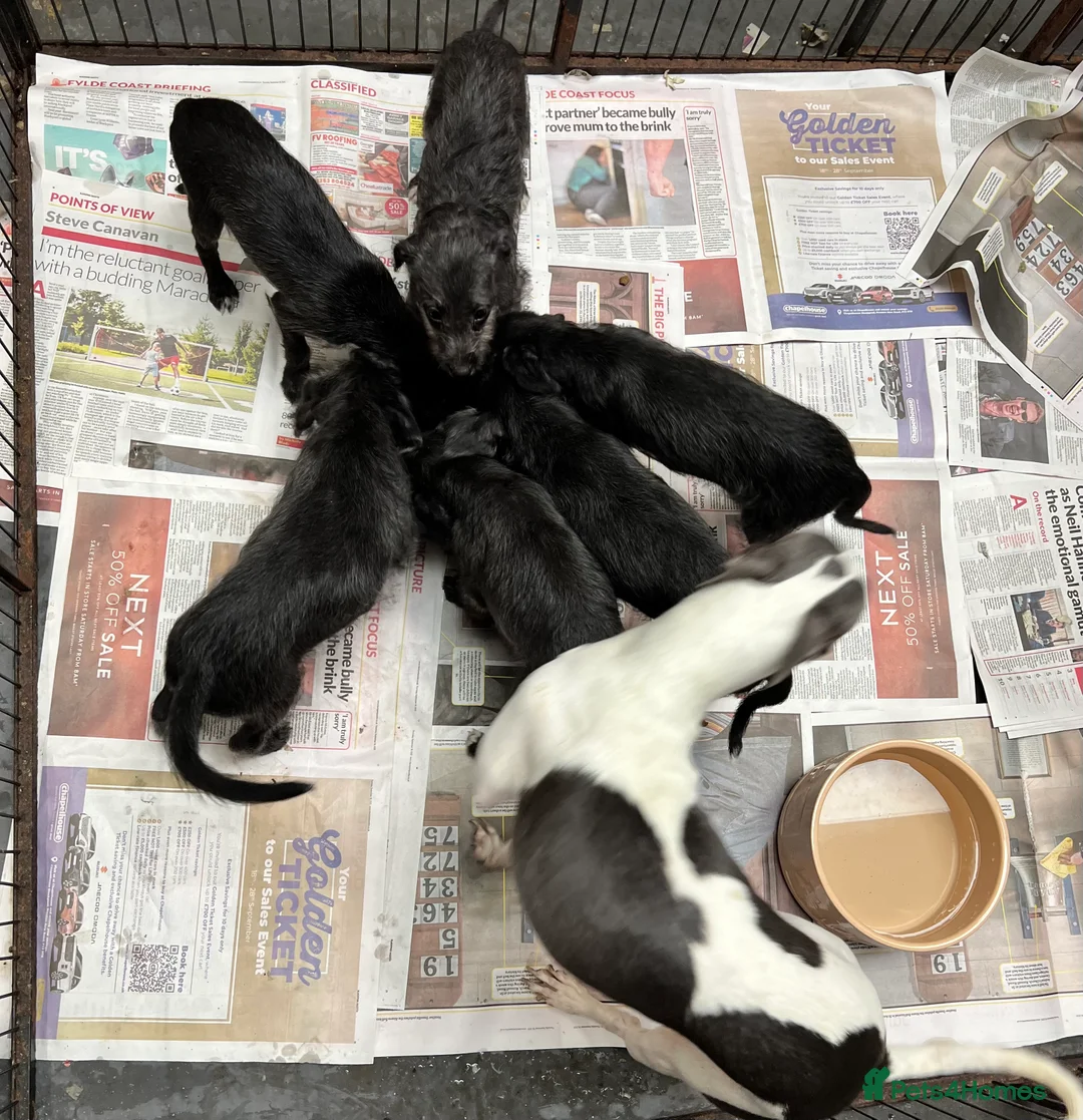 Bedlington Terrier dogs for sale: Top Quality F1 Bedlington x Whippet Puppies - Advert 6