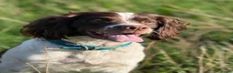 English Springer Spaniel dogs for sale: English springer spaniel  - Advert 11