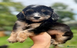 Cockapoo dogs for sale: ✨ Quality F2 Cockapoos ✨ Reputable Breeder  - Image 1