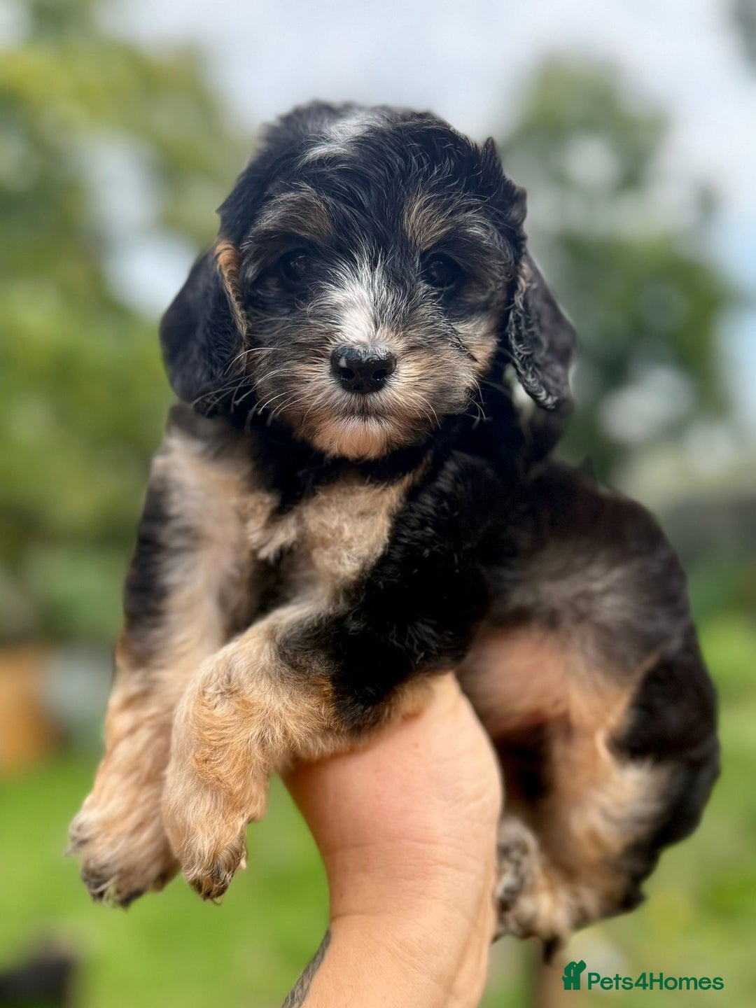 Cockapoo dogs for sale: ✨ Quality F2 Cockapoos ✨ Reputable Breeder  - Image 1