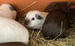 Guinea Pig rodents for sale: Beautiful mix of baby male Guineapigs dal Cali ect - Image 12