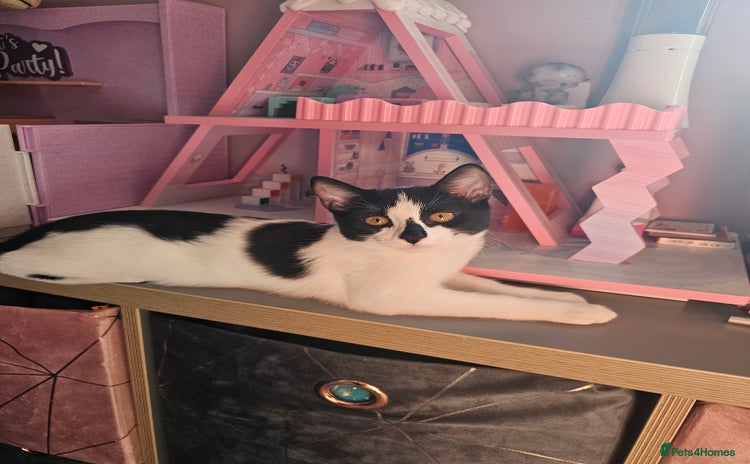 Domestic Shorthair cats - Advert 1