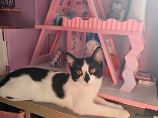 Domestic Shorthair cats for sale - Advert 1