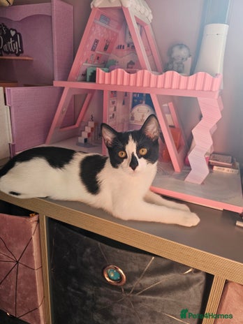 Domestic Shorthair cats - Advert 1