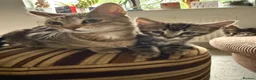 Mixed Breed cats for sale: Tabby Kittens  - Advert 5