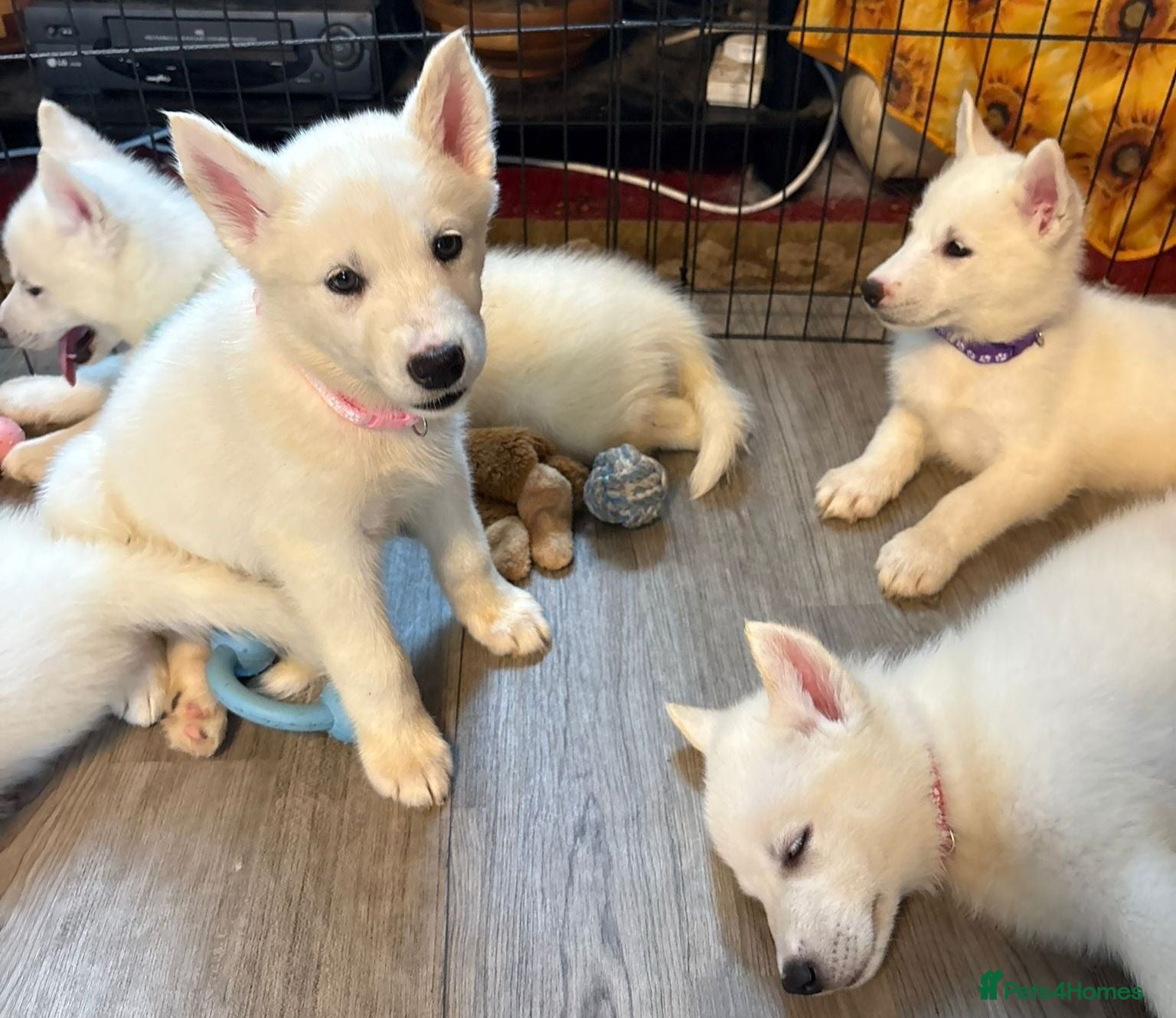Siberian Husky dogs 4 Beautiful White Husky Puppies Ready Now. - Advert 11