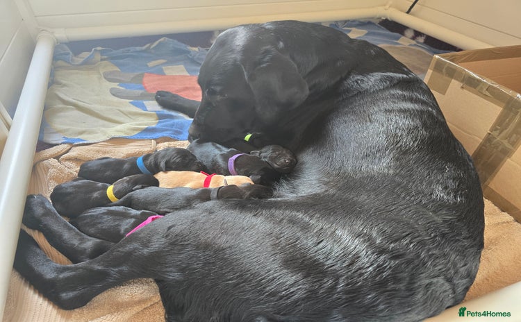Labrador Retriever dogs - Advert 1