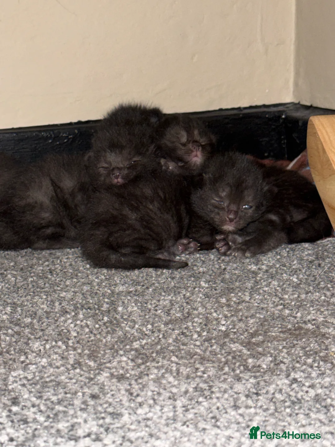 Mixed Breed cats for sale: Male kittens in Yeovil - Advert 2