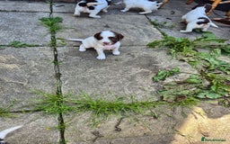 Mixed Breed dogs for sale: Springer spaniel puppies  - Image 11