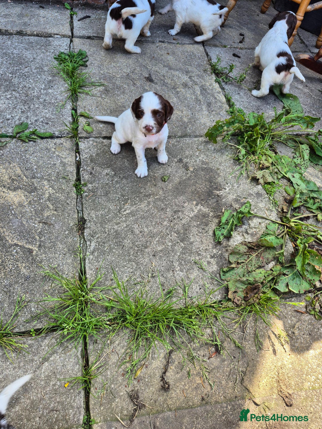 Mixed Breed dogs for sale: Springer spaniel puppies  - Image 11