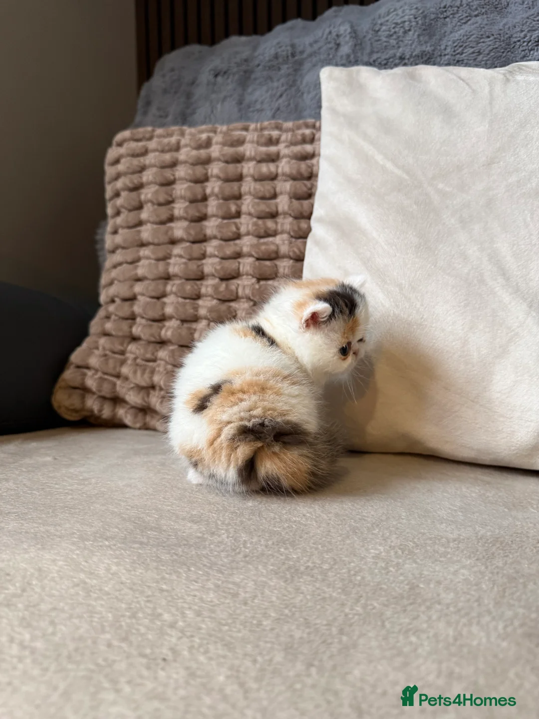 Exotic cats for sale: Two beautiful exotic shorthair babies  - Advert 11