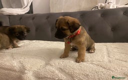 Jack Russell dogs for sale: Jack Russell puppies for sale.  - Image 8