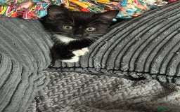 British Shorthair cats for sale: 2 babies ready to leave now  - Image 1