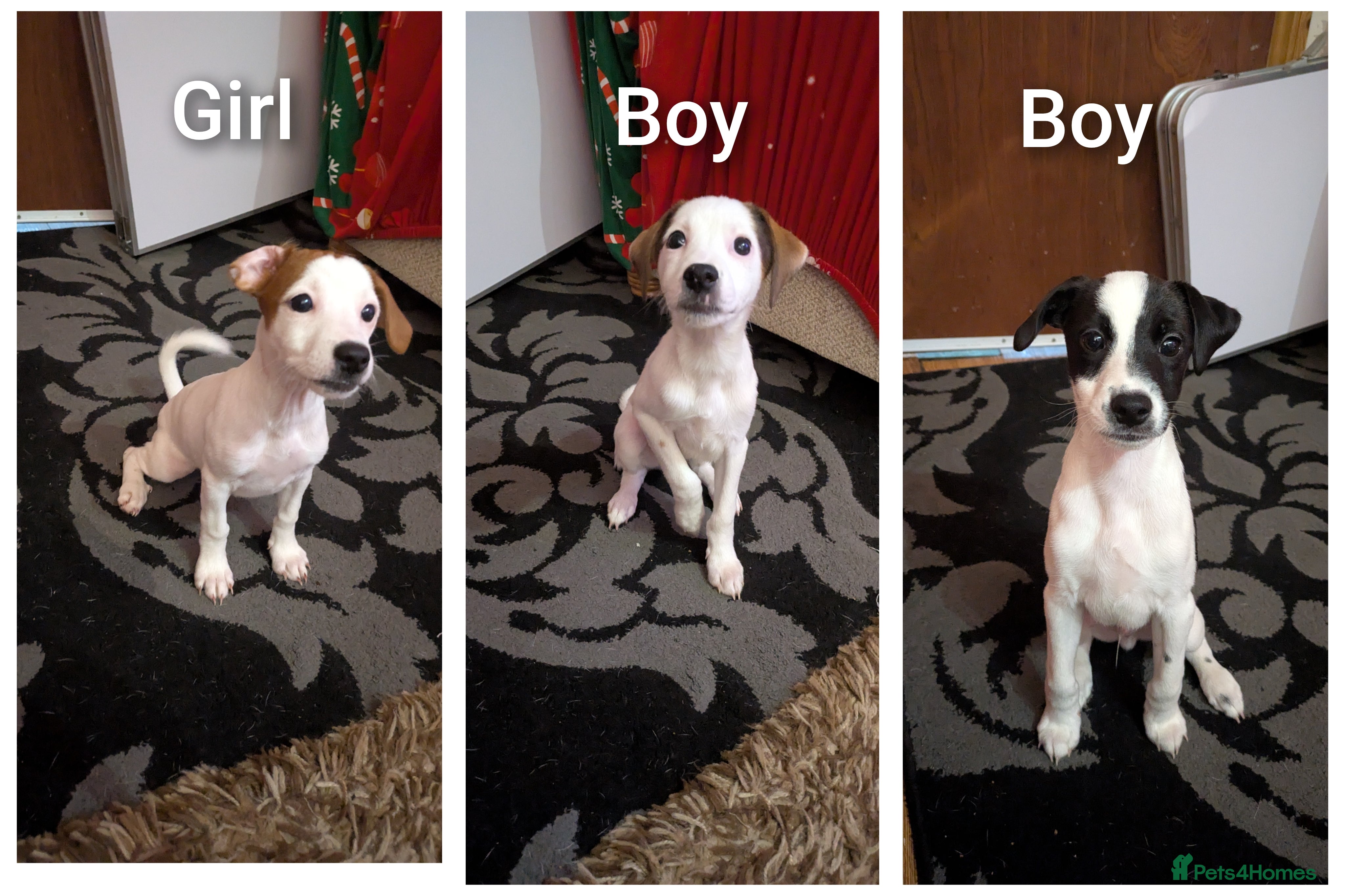 Mixed Breed dogs F1 jackcain 2 boys 1 girl left - Advert 2