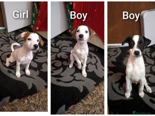 Mixed Breed dogs F1 jackcain 2 boys 1 girl left - Advert 15