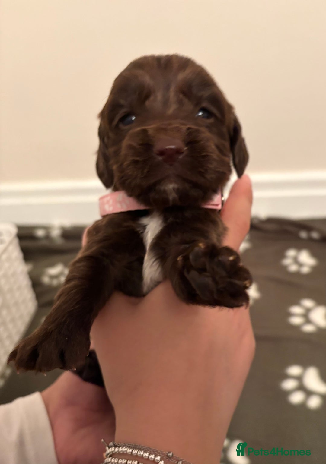Cocker Spaniel dogs for sale: Stunning Chocolate KC cocker puppies - Advert 11