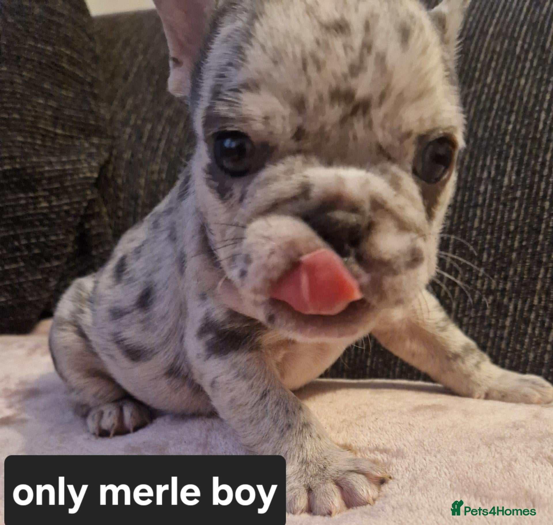 French Bulldog dogs for sale: PEDIGREE FRENCH BULLDOG PUPPIES. - Advert 17