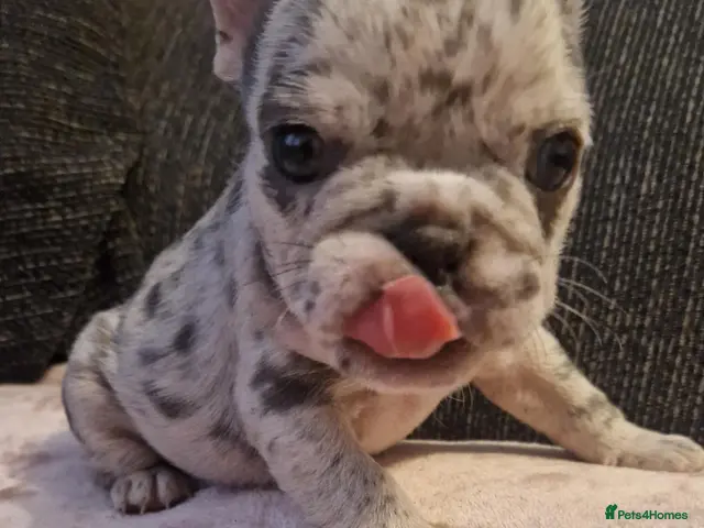 French Bulldog dogs for sale: PEDIGREE FRENCH BULLDOG PUPPIES. - Advert 17