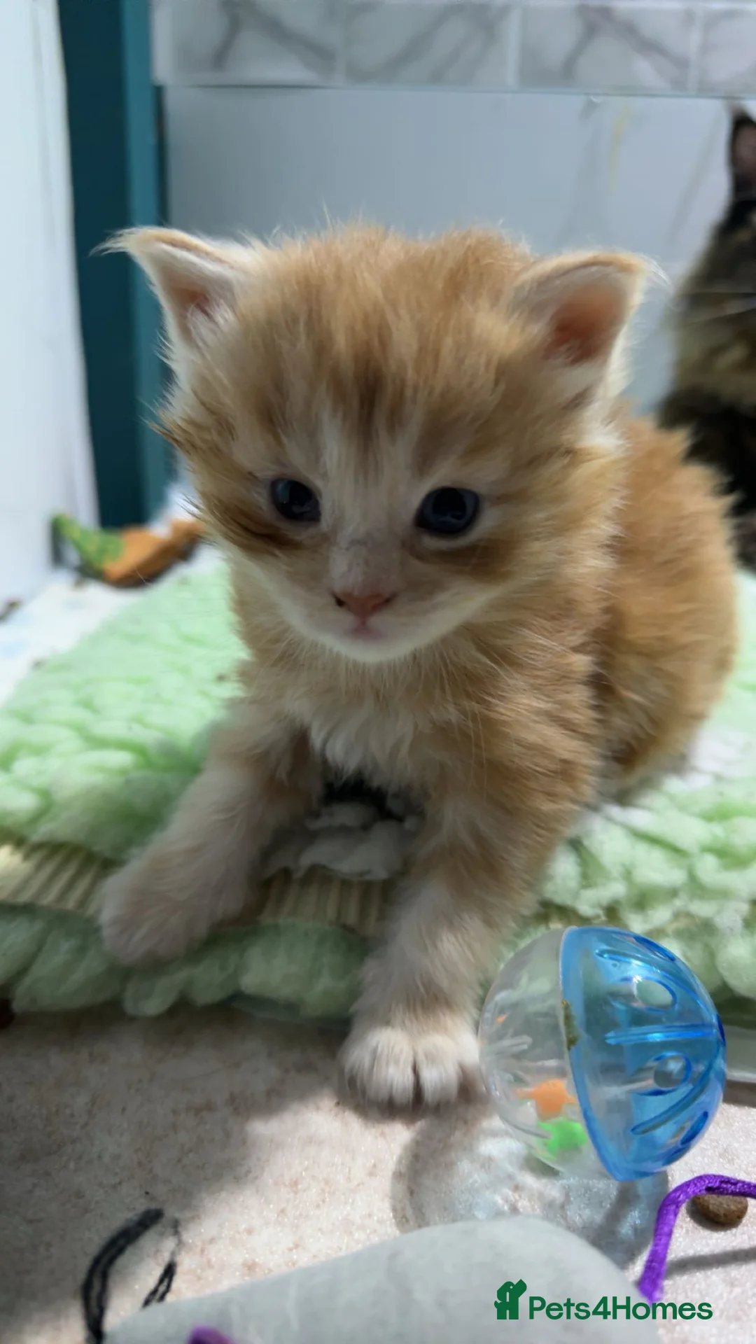 Maine Coon cats for sale: Big chunky Russian bloodline kittens - Advert 11