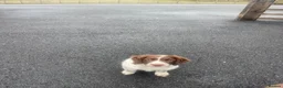 English Springer Spaniel dogs for sale: Springer Dog 🏡 in Penrith - Advert 6