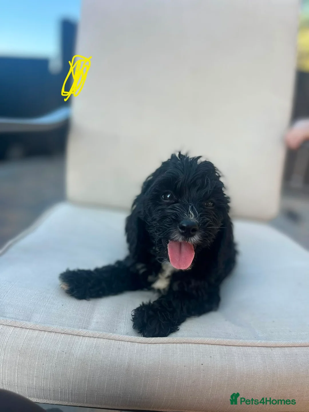 Cockapoo dogs for sale: Beautiful Cockapoo puppies - Advert 2