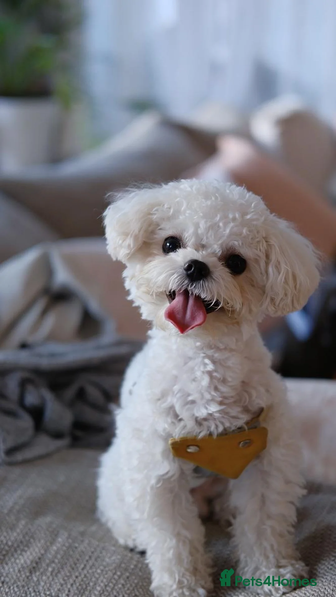 Maltipoo dogs for stud: Toffee | Maltipoo-type stud | Unproven - Advert 1