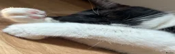 Mixed Breed cats for sale: grey fluffy little boy  in Guildford - Advert 4