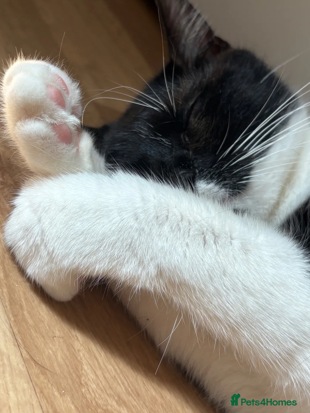 Mixed Breed cats for sale: grey fluffy little boy  in Guildford - Advert 4