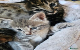 Savannah cats for sale: Beautiful Savannah cross kittens for sale - Advert 2