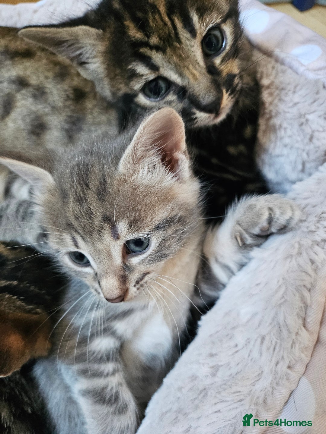 Savannah cats for sale: Beautiful Savannah cross kittens for sale - Advert 2