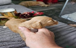 Cockapoo dogs for sale: F2 cockerpoo puppies  - Image 7