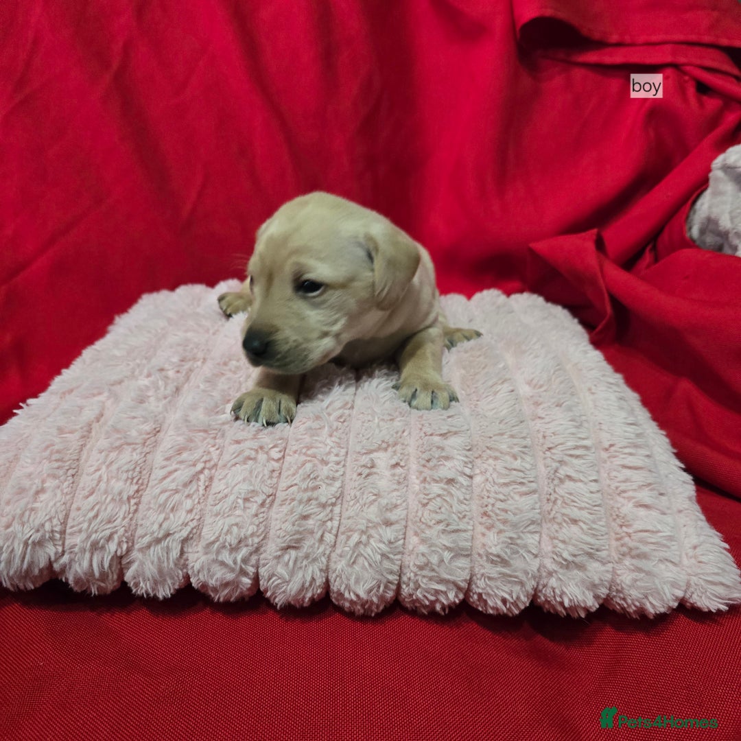 Labrador Retriever dogs for sale: Labrador retriever puppies - Advert 4