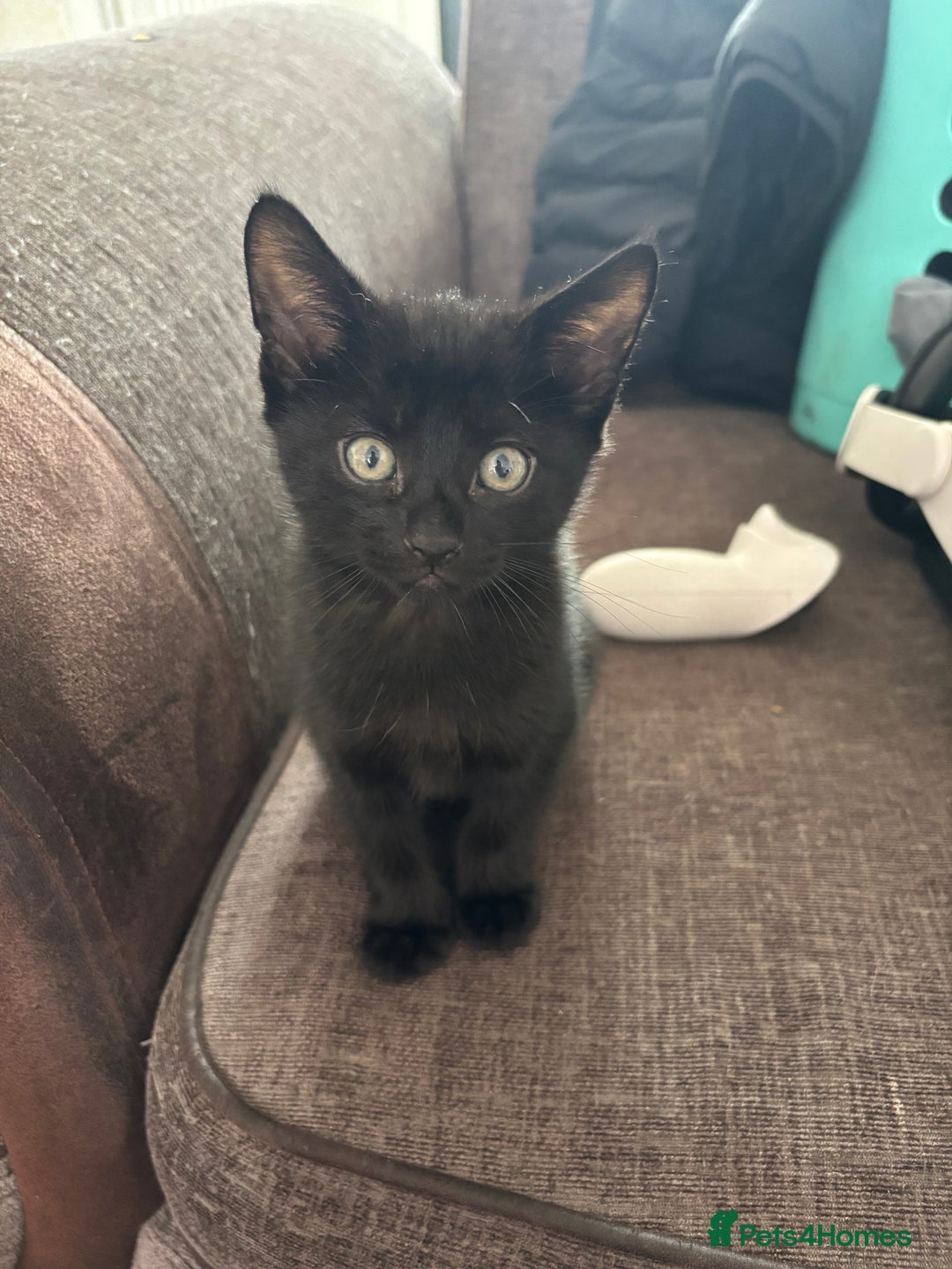 Mixed Breed cats for sale: Beautiful playful kittens - Image 9