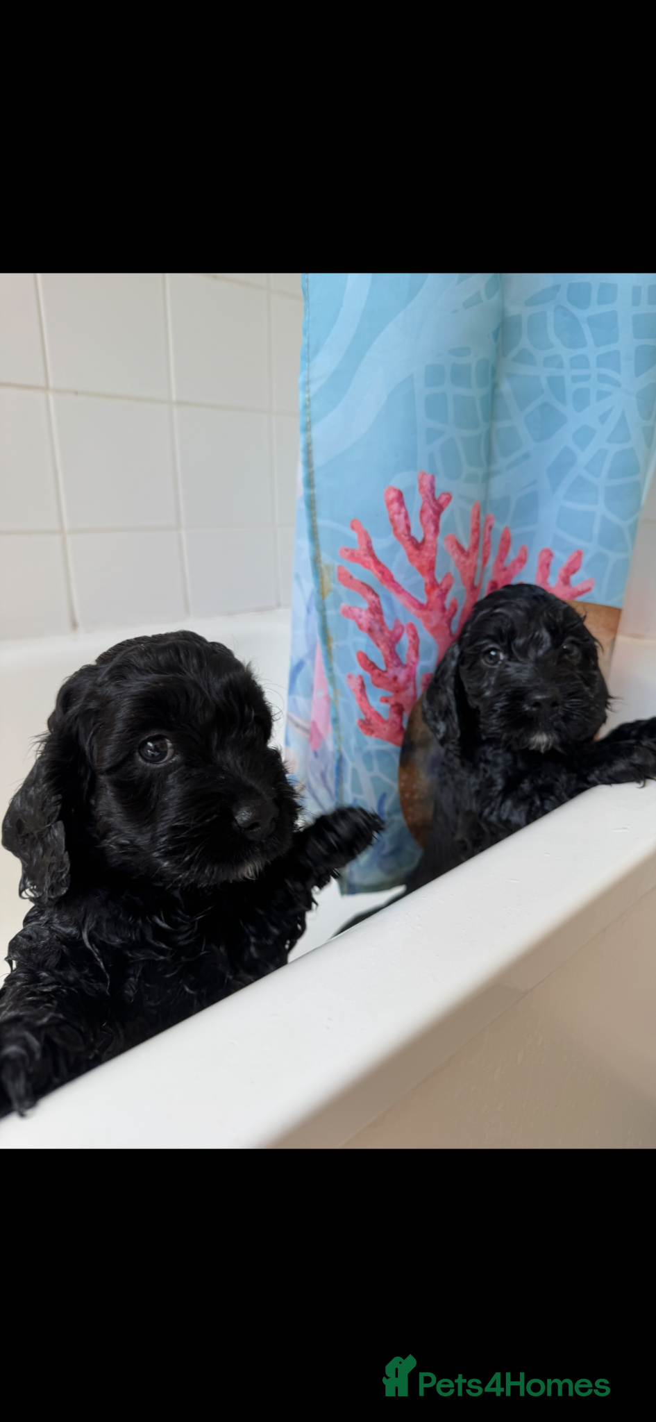 Cockapoo dogs Gorgeous F1 cockapoo puppies  - Advert 15