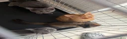 Mixed Breed cats for sale: kittens - Advert 3