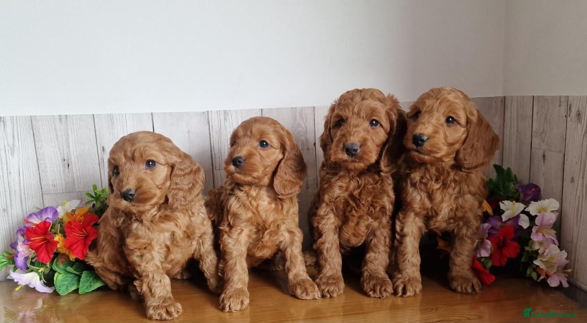 Cavapoo dogs BEAUTIFUL RED TOY CAVAPOO PUPPIES - Advert 2