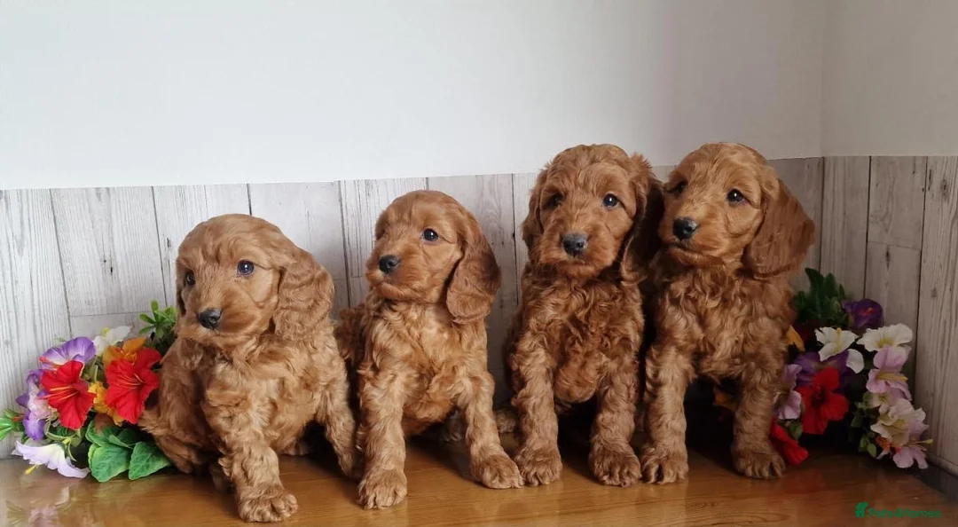 Cavapoo dogs for sale: BEAUTIFUL RED TOY CAVAPOO PUPPIES in Waltham Cross - Advert 1