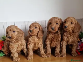 Cavapoo dogs BEAUTIFUL RED TOY CAVAPOO PUPPIES - Advert 2