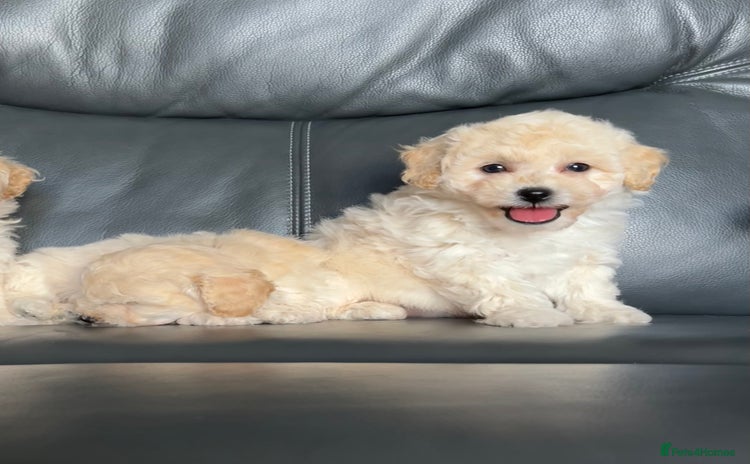 Poochon dogs - Advert 1