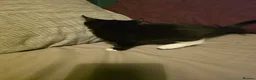 Mixed Breed cats for sale: Mixed tabby and long hair - Advert 19